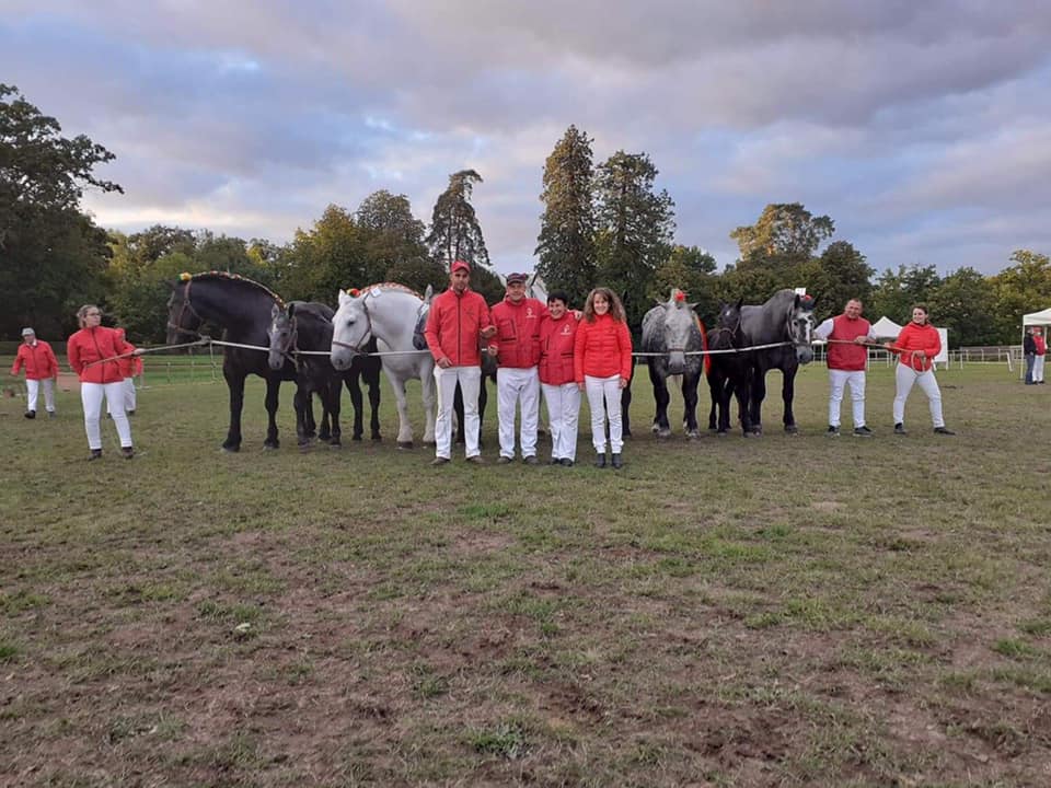 des récompenses pour les éleveurs de Percherons lors de la finale au Pin