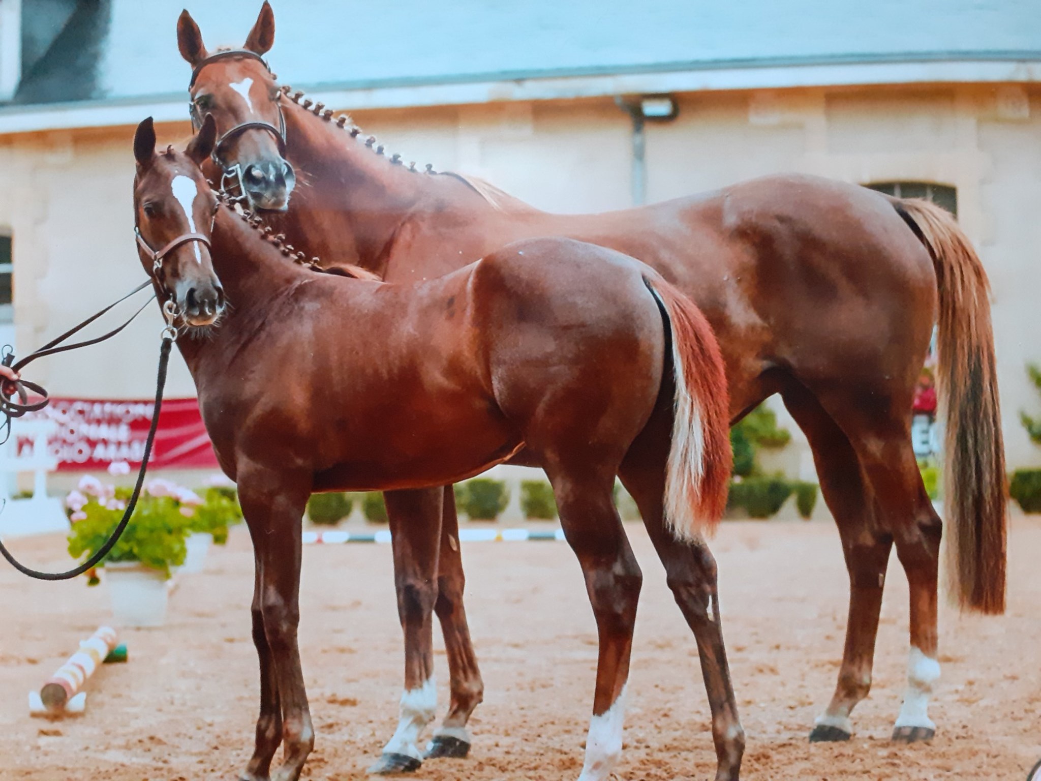 KOK CHANEL BAY championne de France foal AA