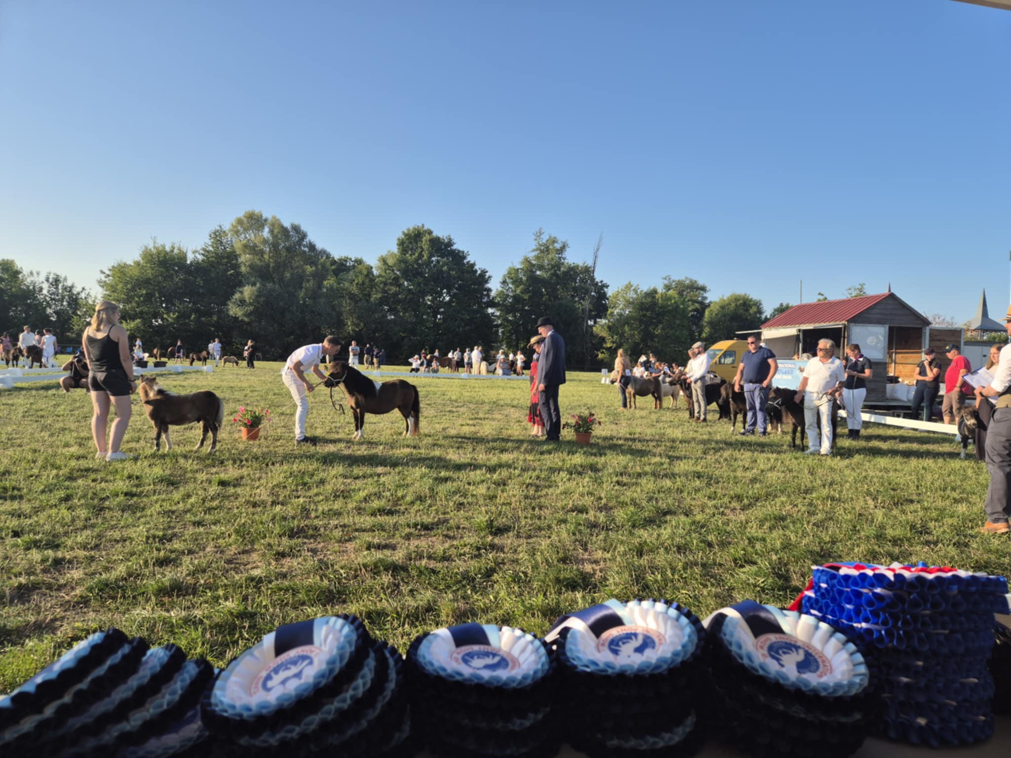 L'International Shetland Pony Show au Pôle du Cheval et de l'Âne