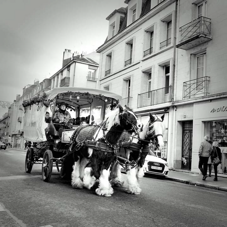 le cheval territorial : la calèche Fil Bleu de Tours