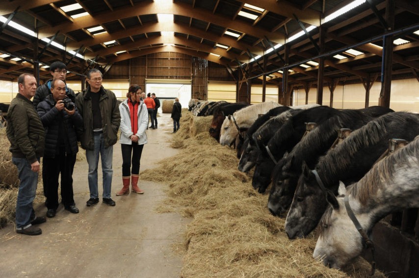 SHP : La Chine drague le cheval Percheron