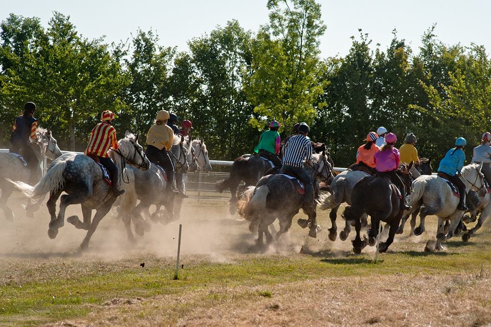 Couse de percherons le 20 août sur l'hippodrome de la Ferte Vidame