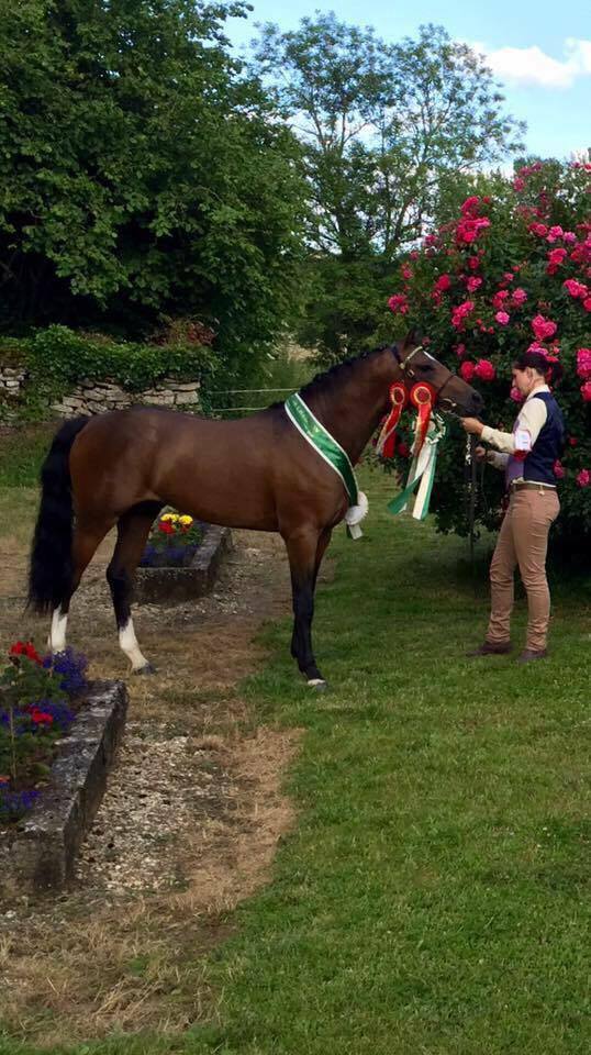 Deux poneys de l'élevage du Granit  dans le GREEN JOURNAL, la bible du poney Welsh !