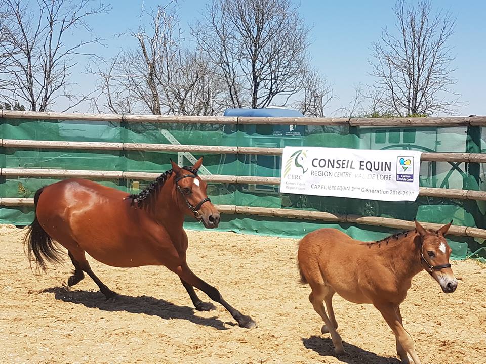 AECVL : Concours modèle et allures poulinières et foals sport à Amboise