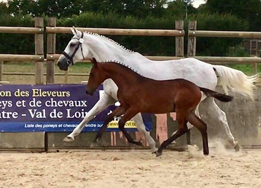 Concours Modèle et allures Foals Chevaux et poneys de sport