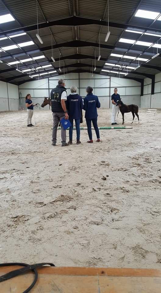 AECVL : Concours modèle et allures poulinières et foals sport à la Tour de Gireugne à Saint Maur