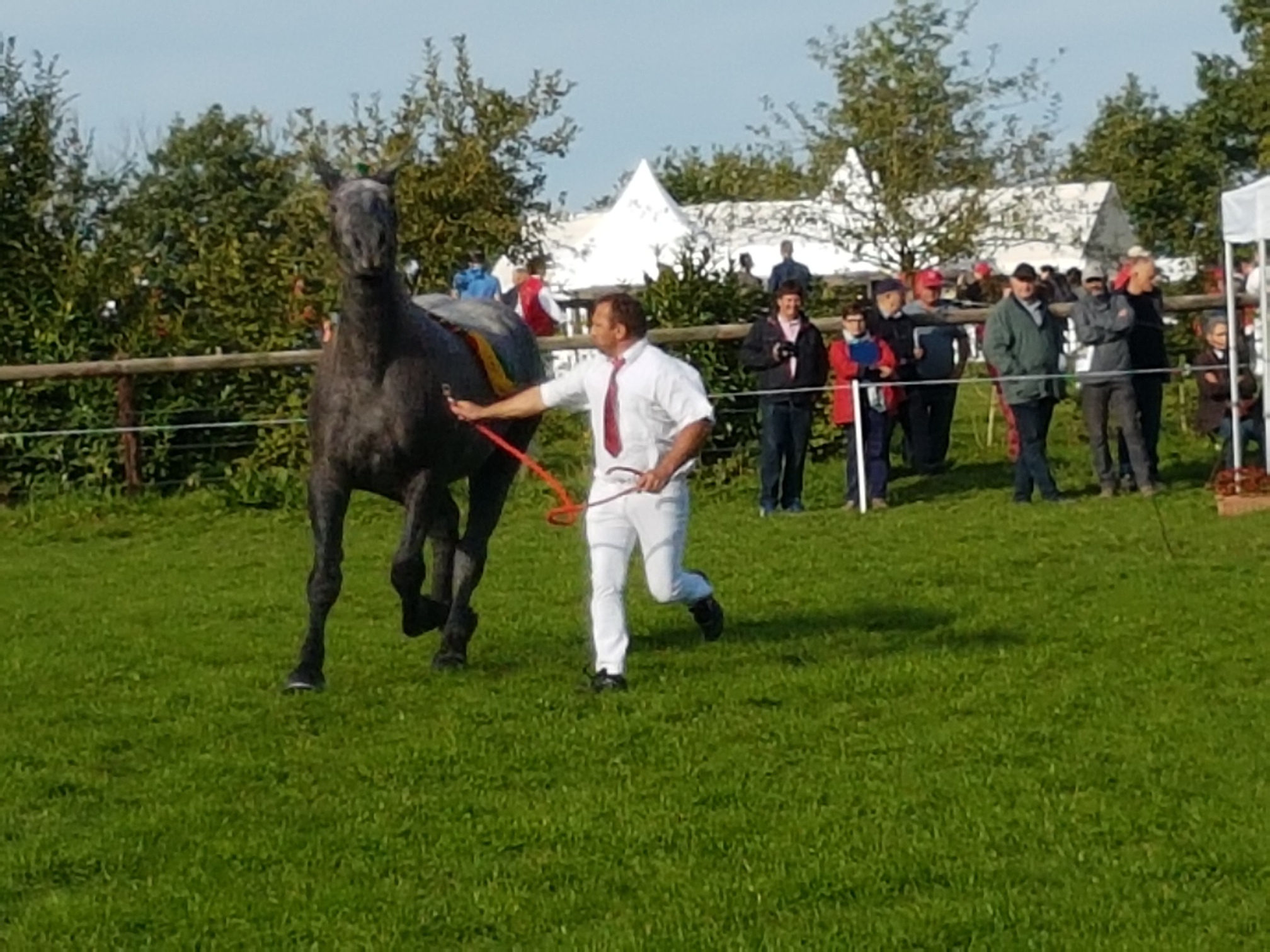 Concours national d'élevage Percherons au Haras du Pin