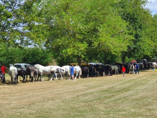 1er concours local Modèle et Allures pour les éleveurs de chevaux de traits du Berry