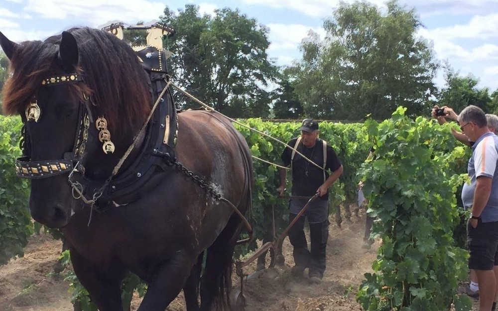 Bourgueil restaure le labour à cheval dans les vignes le temps d’un concours