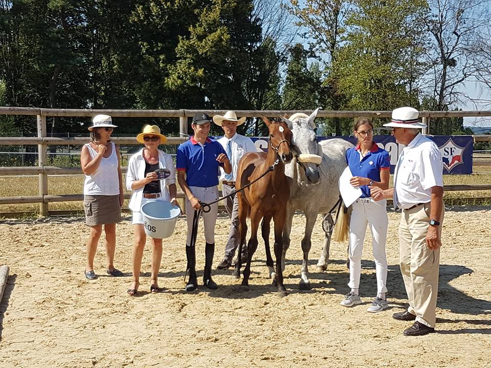 AECVL : Concours modèle et allures régional poulinières et foals sport à Amboise