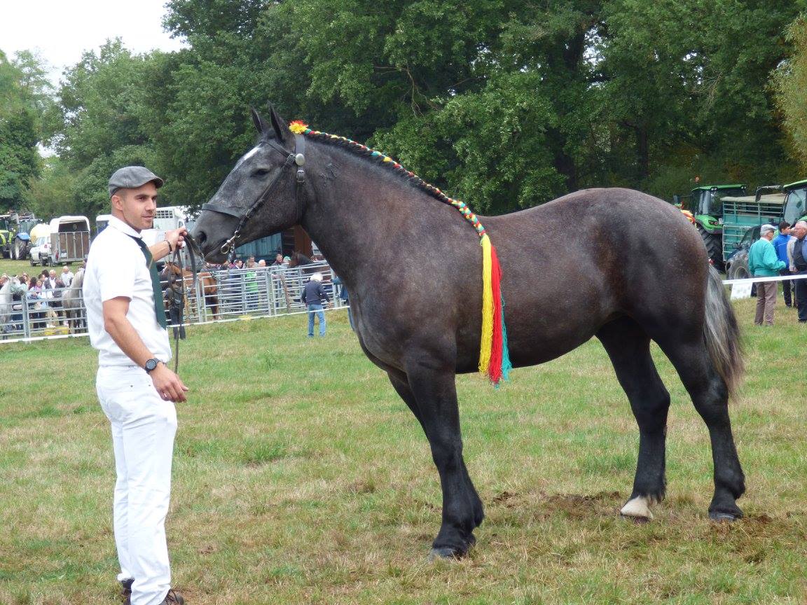 Concours modèle et allures local chevaux de Trait à Chateaumeillant