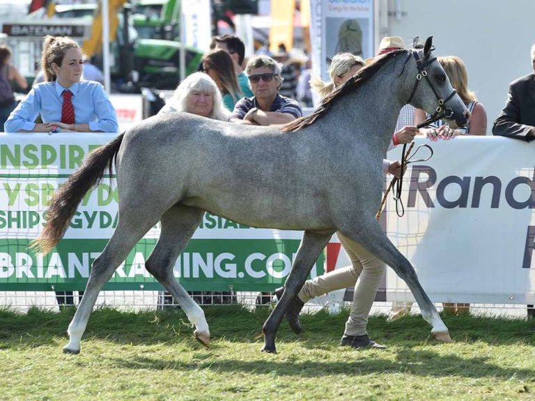 L'élevage de la Claise (36) de Paul et Beth Loisil à l'honneur au Royal Welsh Show