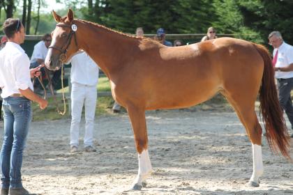 Report du concours modèle et allures AECVL du 7 juin à Lamotte Beuvron