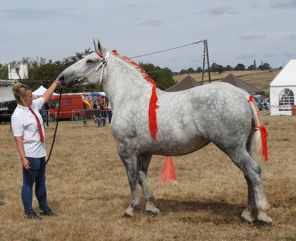 Concours Régional Percheron le 9 septembre à la Berthenoux