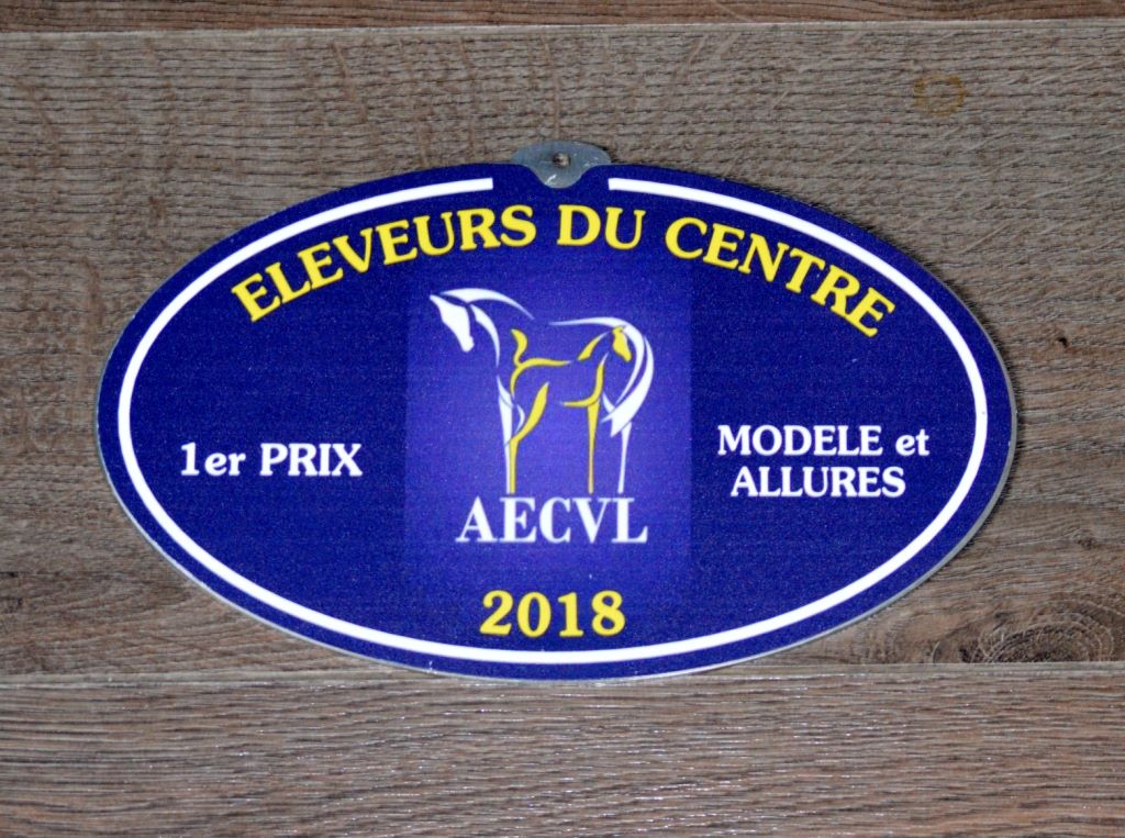 Concours modèle et allures AECVL à Lignières Pôle du cheval et de l'âne
