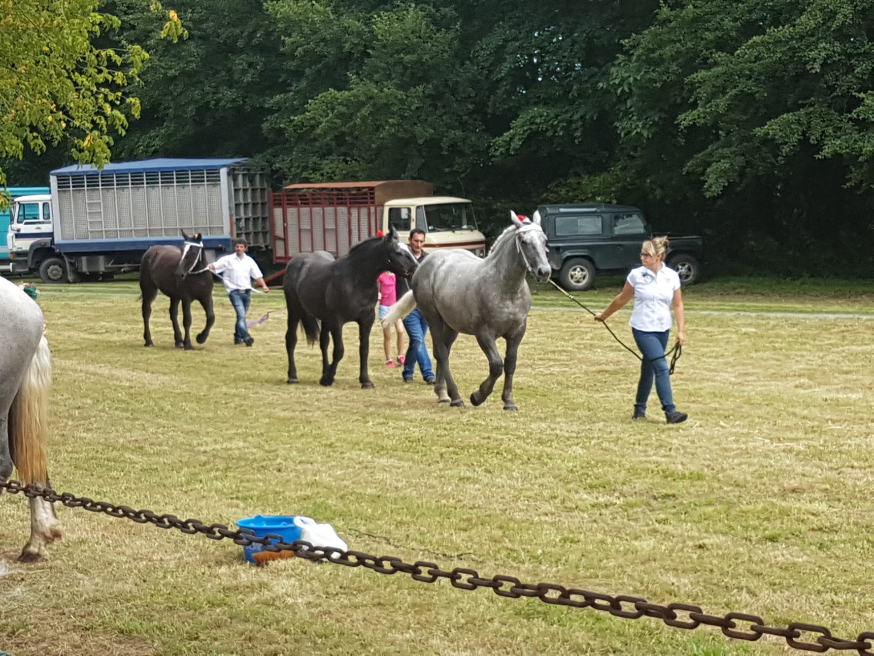 Consours Modèle et allures chevaux de trait à la Berthenoux