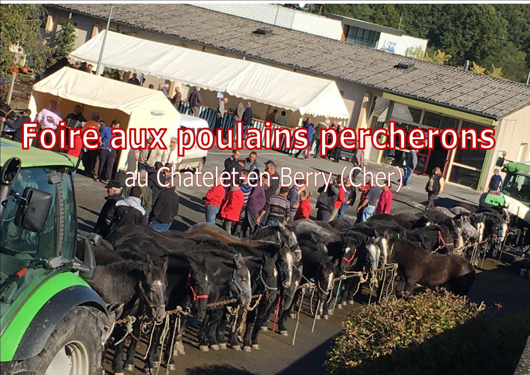 Foire au poulains Percherons au Chatelet (18)