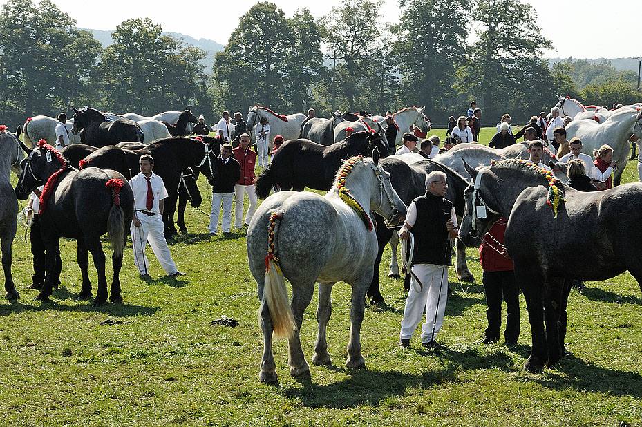 Championnat de France Percheron au Haras du Pin